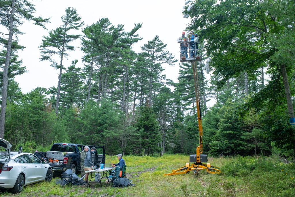 Klak and his crew pollinate wild American chestnut flowers.