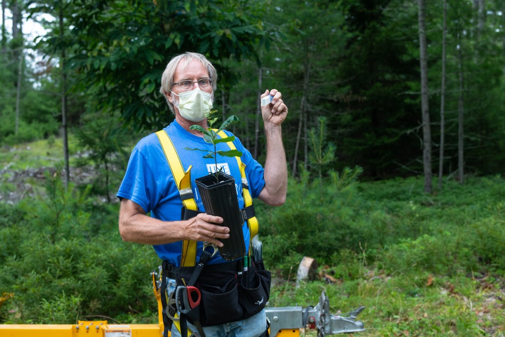 Klak holds up a vial of the blight-tolerant pollen.