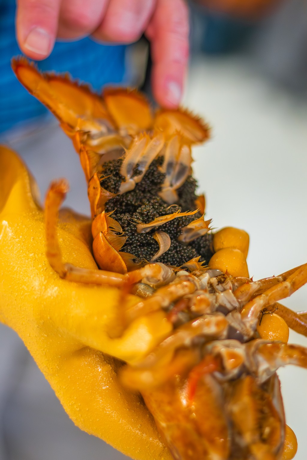 The underside of an orange lobster with thousands of eggs visible