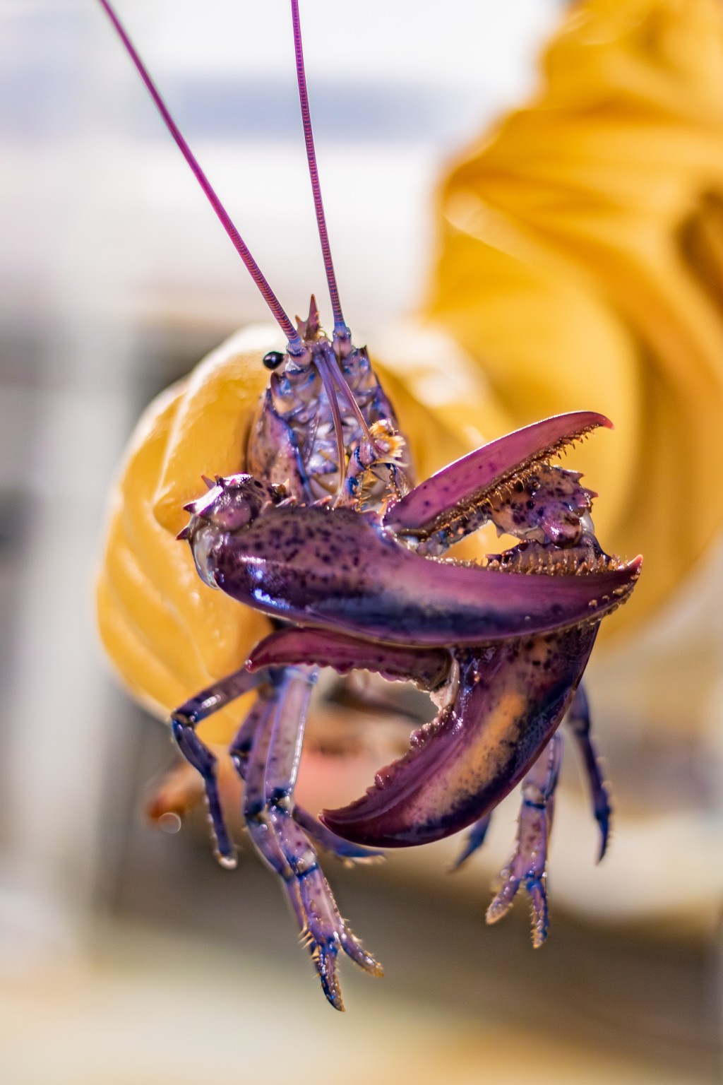 A lab assistant holds a rare purple lobster