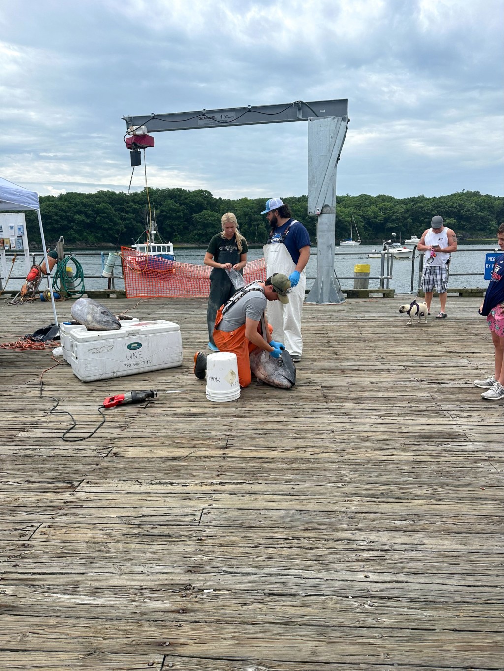 Marine science students prepare a tuna head for display at Camp Ellis HarborFest