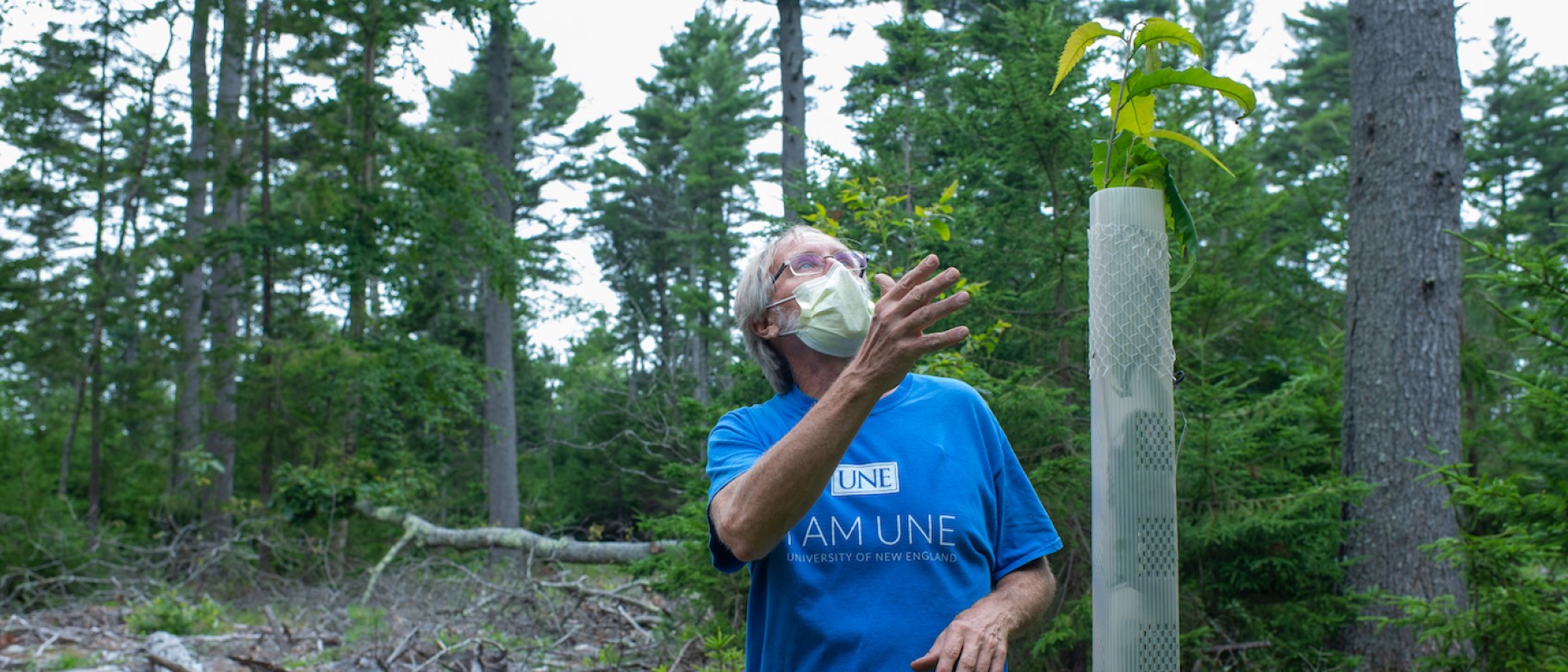 Thomas Klak, Ph.D., UNE professor of environmental studies, showcases a young American chestnut tree grown from a fungal blight-resistant seedling nurtured at his UNE greenhouse.